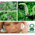 گیاهان دارویی مفید برای خانم های مسن